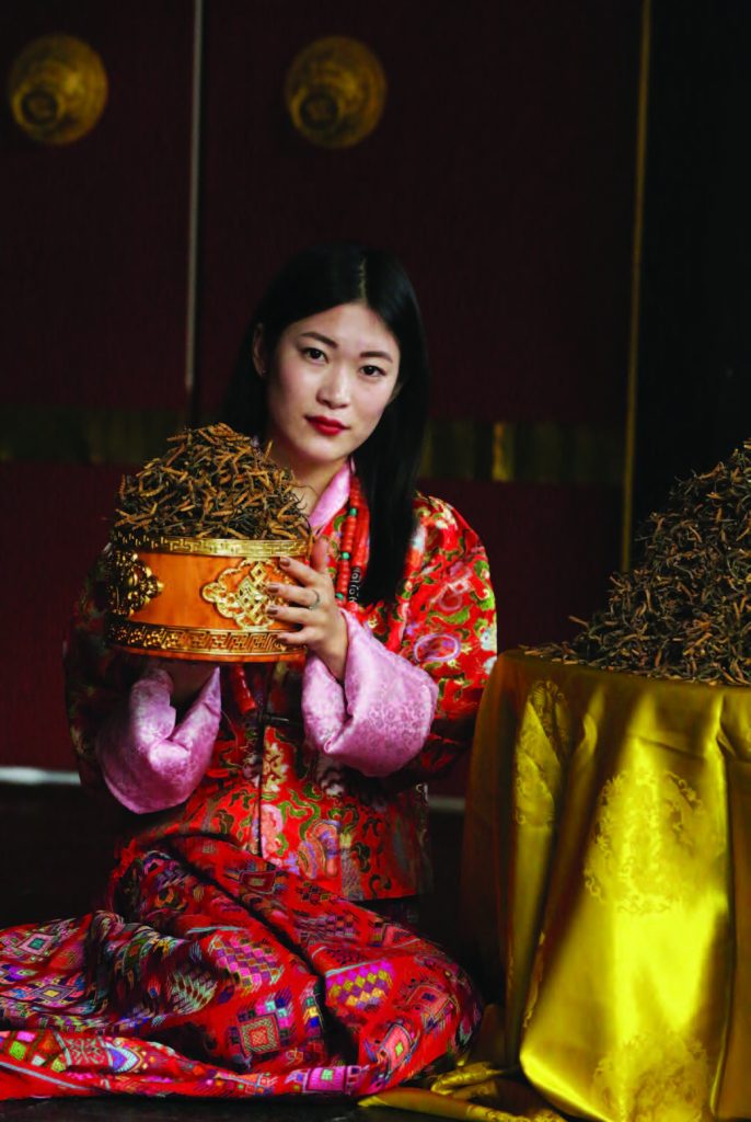 Cordyceps_Bhutan